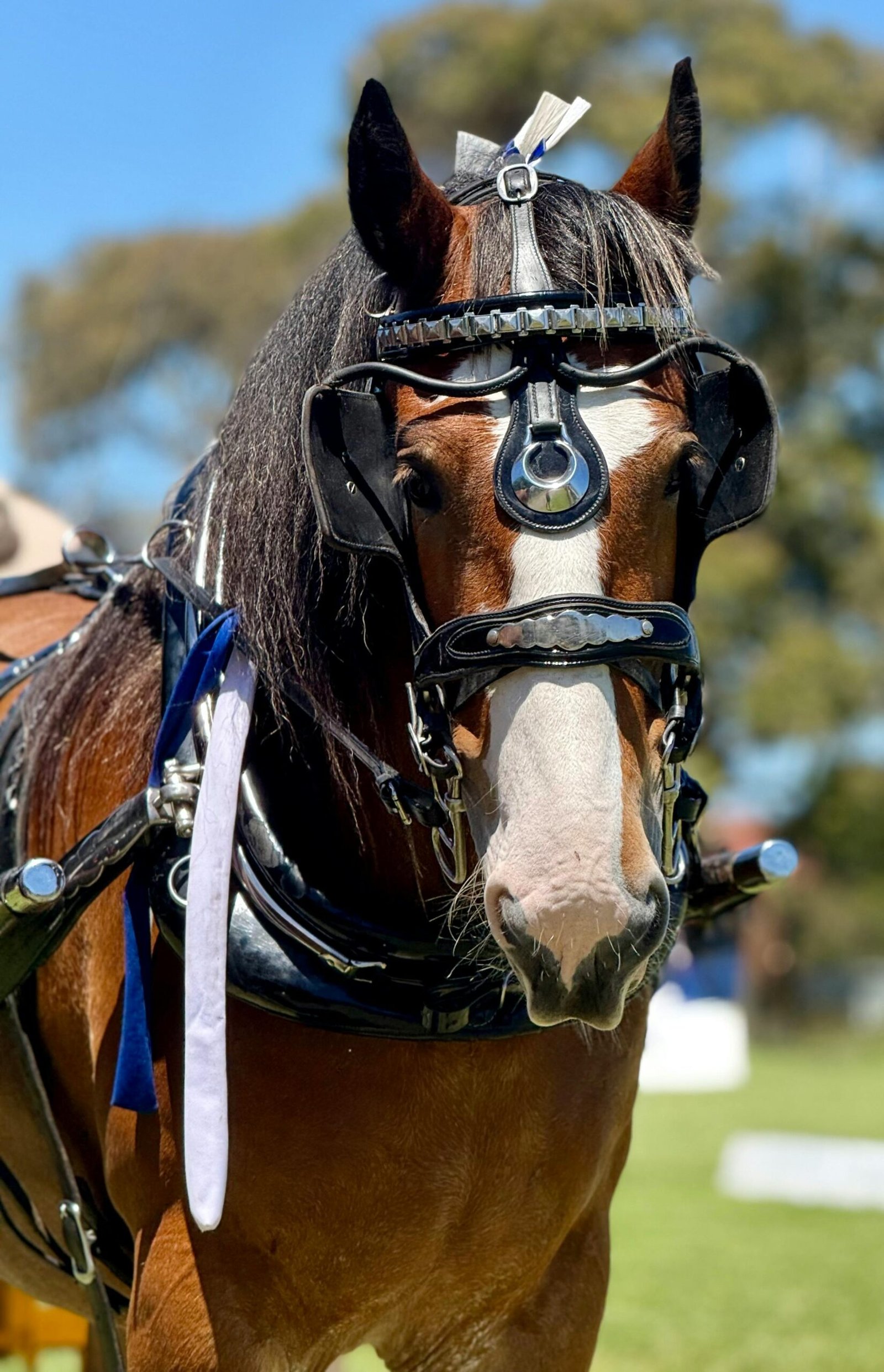 The Scenic Rim Clydesdale Spectacular
